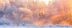 Fotobehang schitterend wit besneeuwd bos_AS233256955